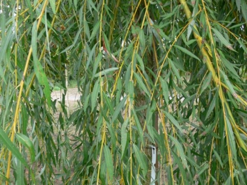 Salix alba ’Tristis’ / Szomorú fűz