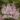 syringa_patula_miss_kim