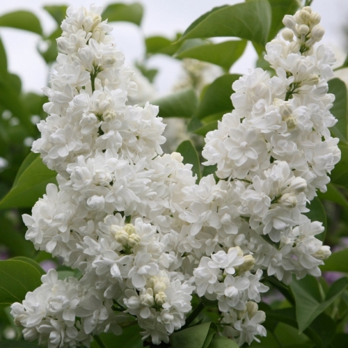 Syringa vulgaris &apos;Mme Lemoine&apos; / Fehér virágú orgona