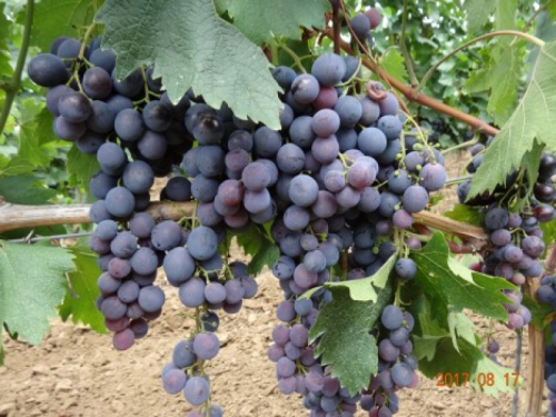 Sztrasenszkij szőlő