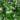 trachelospermumjasminoides