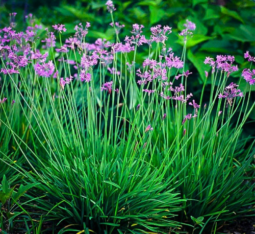 Tulbaghia violacea / Fokföldi csillagvirág