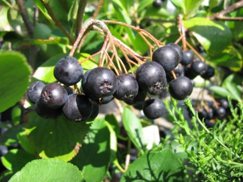Aronia prunifolia &apos;Hugin&apos; / Fekete berkenye