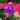 Fuchsia_flowers_1