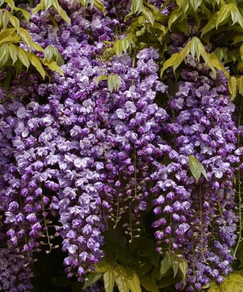 Wisteria floribunda 'Black Dragon' / Telt sötétlila virágú lilaakác (II. osztáyú)