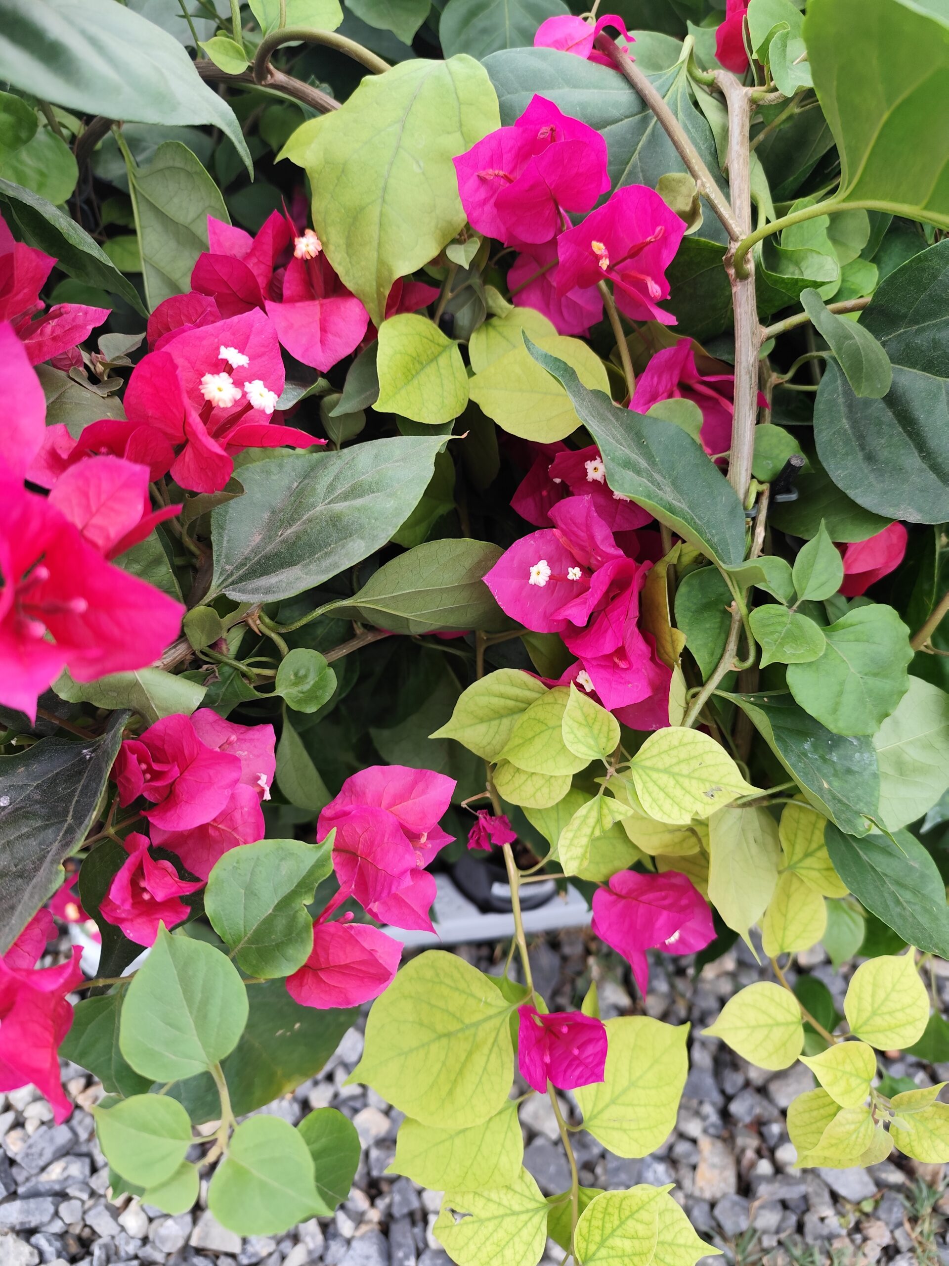 Bougainvillea 'Big Violet' / Murvafürt