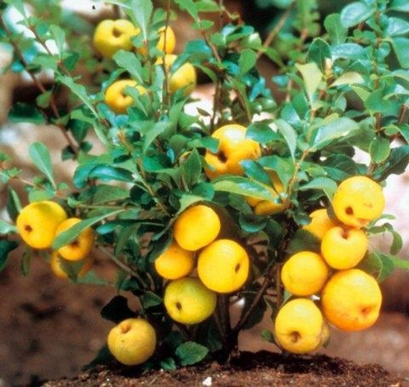Chaenomeles japonica ’Cido’ / Gyümölcstermő japánbirs
