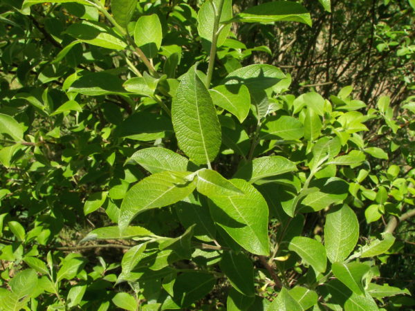 Salix caprea / Kecskefűz