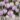 crocus_pickwick