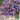 crocus_sativus