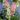 hyacinthoides_hispanica_spanyol_kekcsengo_mix