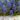 muscari_blue_spike_gyongyike