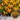 narcissi_jetfire_narcisz
