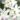 narcissus_thalia_narcisz