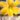 narcisz_cassata