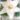 lilum_asiatic_white_azsiai_liliom_viraghagyma