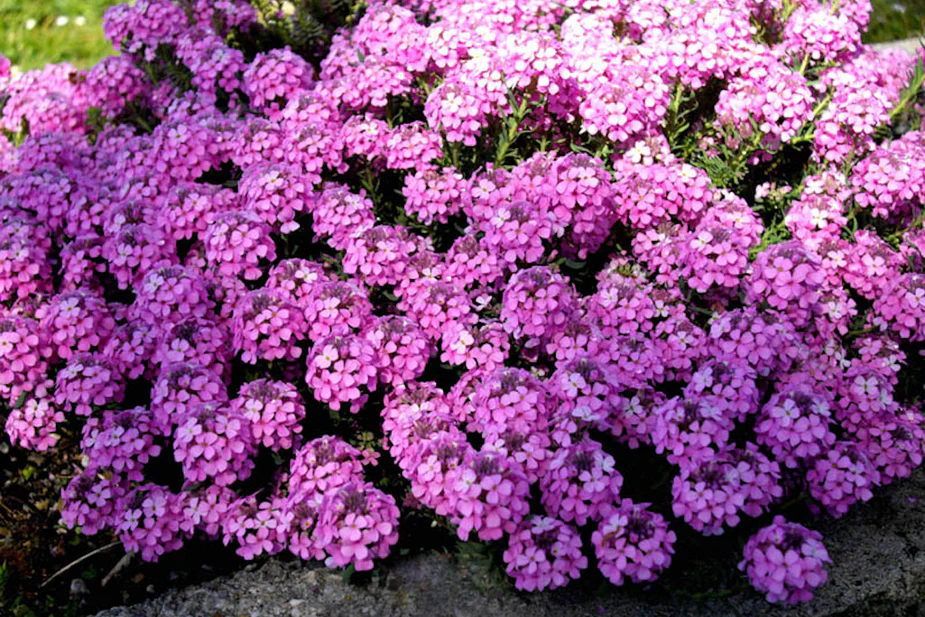 Aethionema armenum 'Warley Rose' / Sulyoktáska