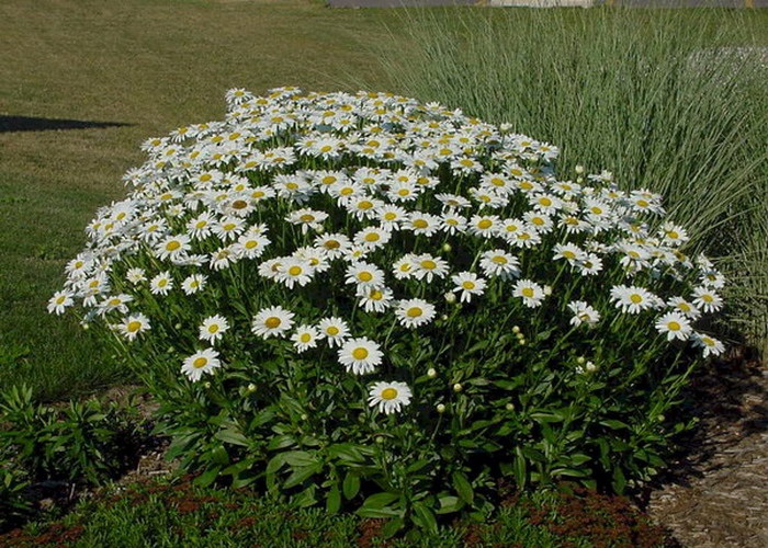 Leucanthemum maximum 'Snow Lady' / Hegyi Margitvirág
