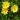 delosperma-nubigenum-sarga-delvirag