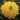 edgeworthia_chrysantha_grandiflora_illatos_viragu_japan_papircserje