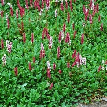 Persicaria affinis &apos;Superbum&apos; / Örökzöld keserűfű