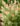 Salix_integra_flamingo_japan_fuz
