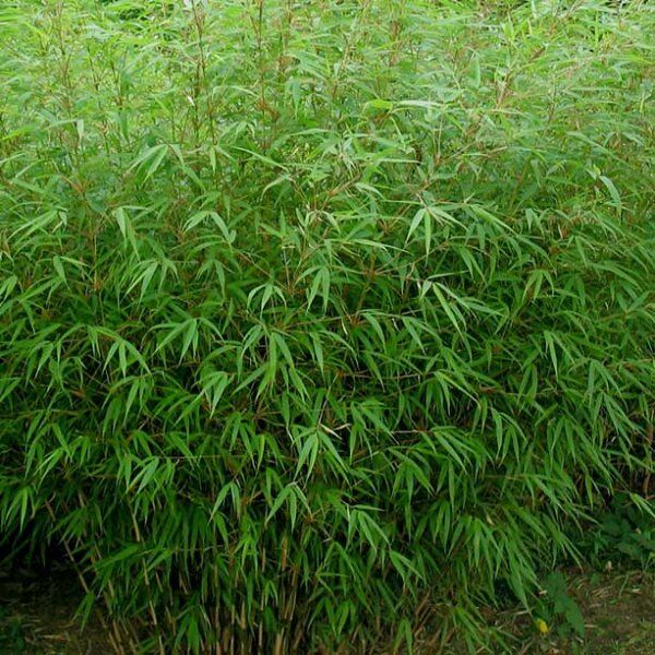 Fargesia rufa / Panda bambusz