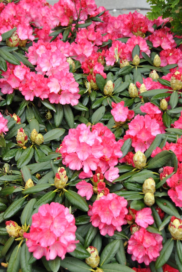 Rhododendron yakushimanum &apos;Fantastica&apos; / Rododendron fehéres rózsaszín