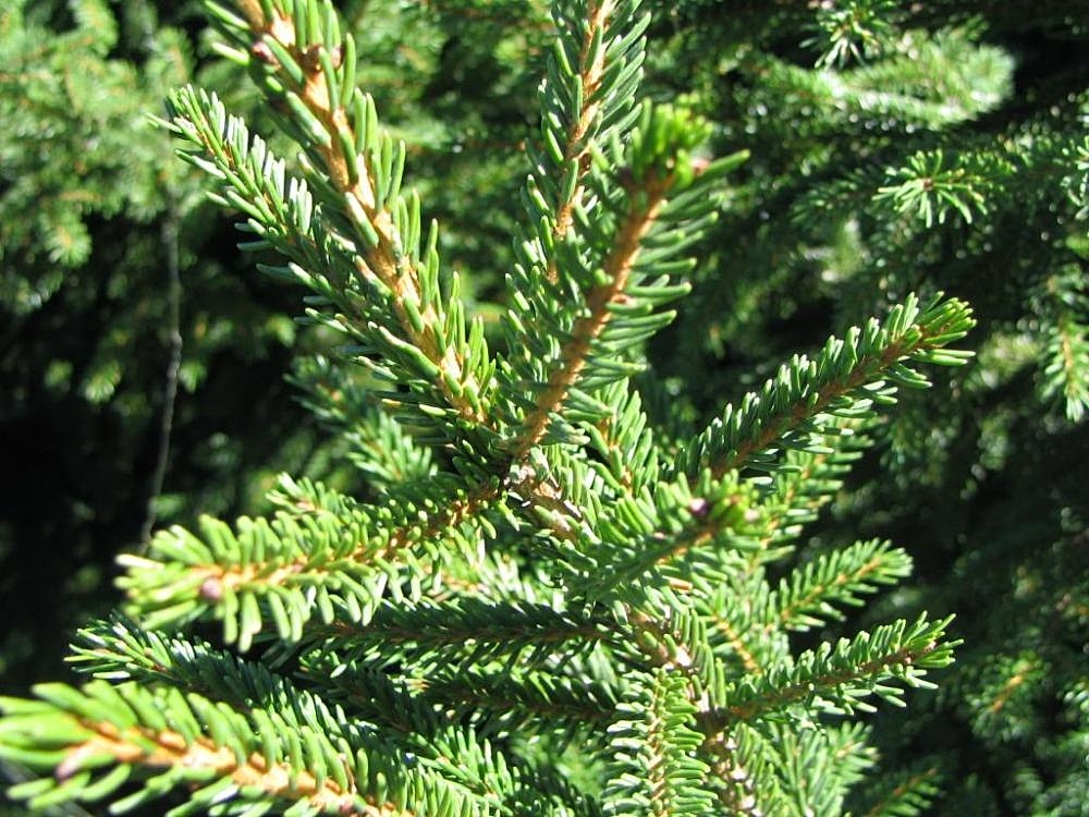 Picea orientalis ’Nana’ / Törpe keleti lucfenyő