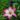 liliom-pink-white