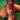 ficus-carica_morena_fuge