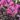 lagerstroemia_indica_purely_purple_kinai_selyemmirtusz