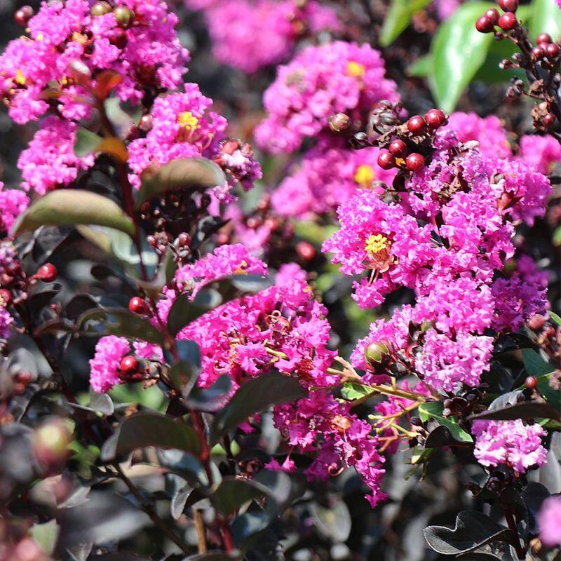 Lagerstroemia indica ’Black Diamond Purely Purple®’ / Kínai selyemmirtusz
