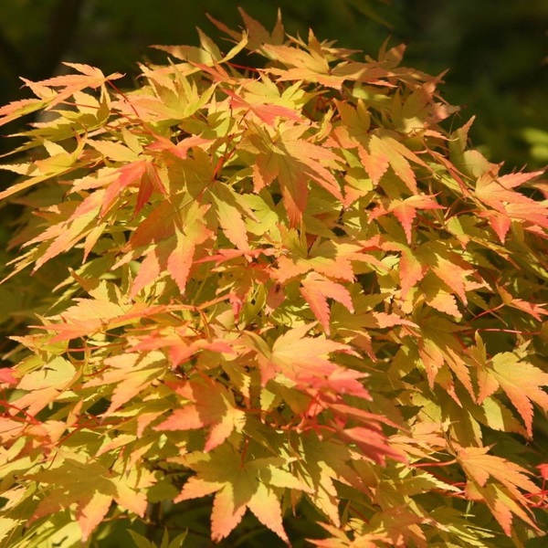 Acer palmatum ’Sango Kaku’ / Japán juhar