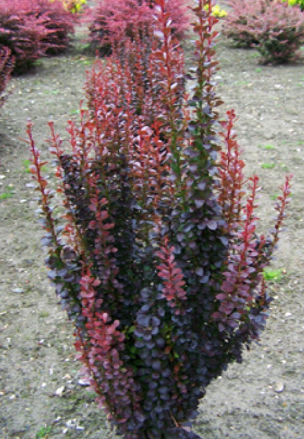 Berberis thunbergii ’Red Pillar’ / Oszlopos vérborbolya