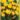crocus_fuscotinctus_krokusz_viraghagyma