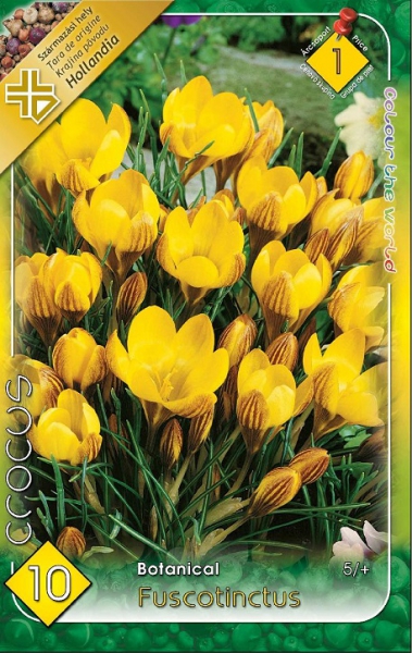 Crocus Fuscotinctus / Krókusz virághagyma