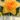 dick_wilden_narcisz_viraghagyma