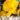 dutch_master_narcisz_viraghagyma