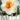 flower_drift_narcisz_viraghagyma