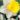 goblet_narcisz_viraghagyma