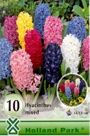 Hyacinthus Mixed / Jácint virághagyma színkeverék (10 db-os)