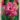 picture_tulipan_viraghagyma