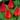 princeps_tulipan_viraghagyma