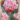 queensland_tulipan_viraghagyma