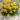 tete_a_tete_narcisz_viraghagyma