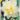 white_lion_narcisz_viraghagyma
