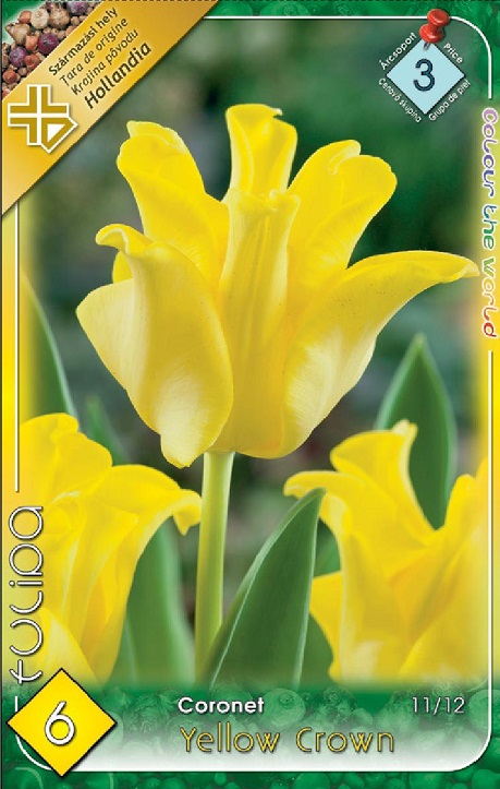 Yellow Crown / Tulipán virághagyma