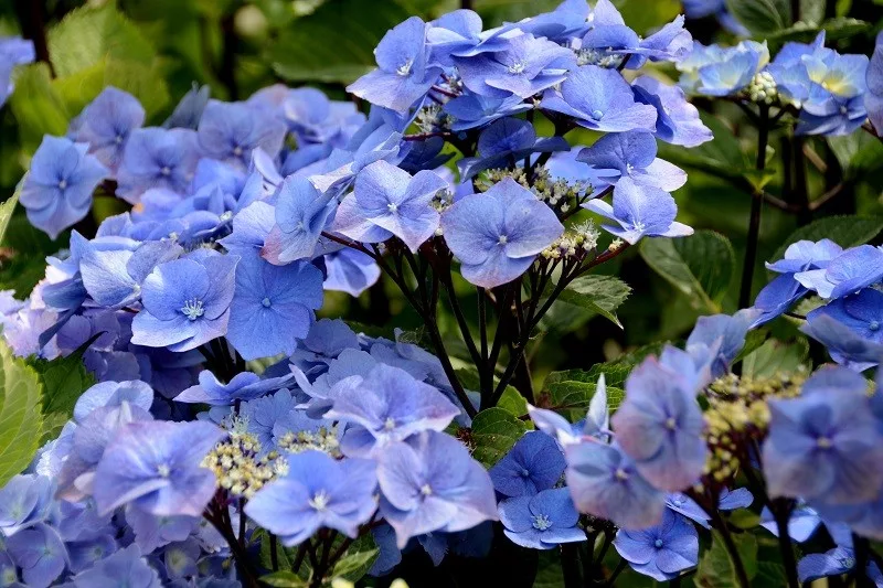 Hydrangea macrophylla ’Zorro Blue’ / Kerti hortenzia