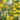 narcissus_botanical_mix_narcisz_torpe_szinkeverek